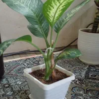 گل وگیاه طبیعی|گل و گیاه طبیعی|مراغه, |دیوار