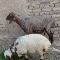 یک عدد میش زایده   بره دار