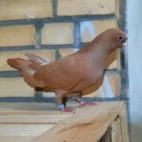 زرد ماده|پرنده|شوشتر, |دیوار