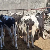 فروش گوساله هلشتاین درجه یک