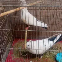 کبوتر