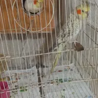 عروس هلندی نر و.کاده