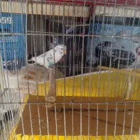 طوطی عروس ومرغ عشق|پرنده|قزوین, |دیوار