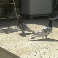 جفت کله|پرنده|شیراز, گلشن|دیوار