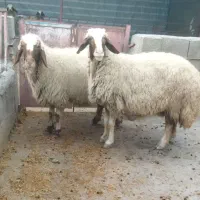 میش گوسفند و بره