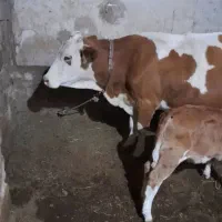 گوساله ماده|حیوانات مزرعه|میاندوآب, |دیوار