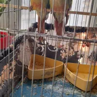 گرینجیک ۲ ماهه