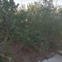 خانه-ویلایی2طبقه225متری-کلنگی5دقیقه-تا-حرم-دورشهر