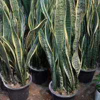 گل افوربیا گندمی|گل و گیاه طبیعی|قم, خداکرم|دیوار