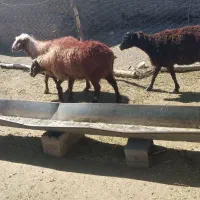 3عدد میش تخمی|حیوانات مزرعه|تربت جام, جامرود|دیوار