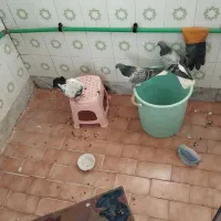 فروش ۴ کفتر رنگی خوبو|پرنده|آباده, |دیوار