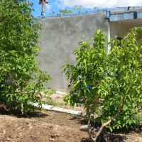 باغچه بادرختان الوان|فروش زمین و ملک کلنگی|انزل, |دیوار