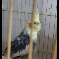 طوطی گمشده|پرنده|بهبهان, |دیوار