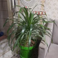 گل پاندانوس