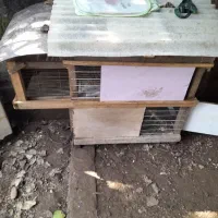 لونه خرگوش. یا همستر یا...مشابه شون