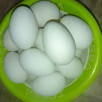 تخم غوقاز نطفه دار