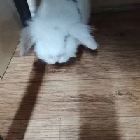 خرگوش لوپ|موش و خرگوش|فردیس, شهرک صنعتی سیمین دشت|دیوار