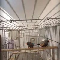 فنج شارکول ایمو پاستیلی اروپایی بنگالی و مصری|پرنده|صدرا-فارس, فاز ۱|دیوار