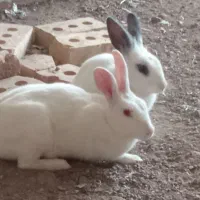 دوتا خرگوش زبل زیبا قیمت دوتاش 500