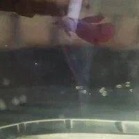 فایتر یک ونیم بندی