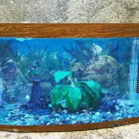 آکواریوم با دکور و تجهیزات کامل شیشه خم