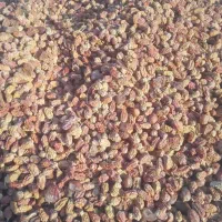 یه تن کنگه خلال برای دامداران|لوازم جانبی حیوانات|شبانکاره, |دیوار