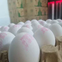 توزیع و پخش تخم مرغ به قیمت درب مرغداری