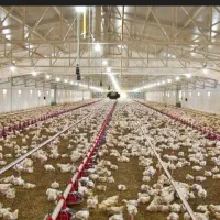 مشارکت مرغداری گوشتی