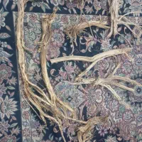 چوب آکواریوم|ماهی|کرمان, |دیوار