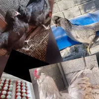 برهما لاکندزی آمروکانا مارانس