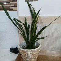 گلدان وگل طبیعی