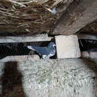 فروشی شهری|پرنده|ارسنجان, |دیوار