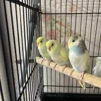 جوجه مرغ عشق دستی|پرنده|تهران, گلستان (شهرک راه آهن)|دیوار