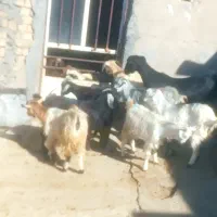 بزغاله ماده درجه یک