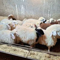 فروش بره شیر رگاه|حیوانات مزرعه|طبس, |دیوار