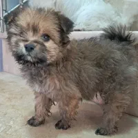 پاپی توله|سگ|شاهینشهر, حاجی آباد|دیوار