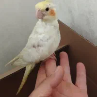 جوجه عروس لوتینو نرم خور کاملا دستی