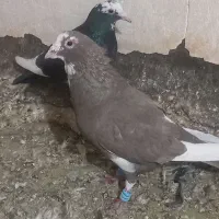 نرو ماده قره کرمونی|پرنده|شیراز, حومه شیراز|دیوار