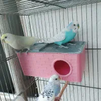 مرغ عشق