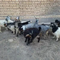 12رس‌بیگ