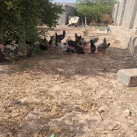 خلفه خروس محلی