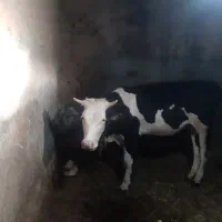 گاو گوساله ماده