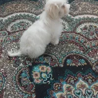 سگ نر نژاد شیتزو|سگ|یزد, |دیوار