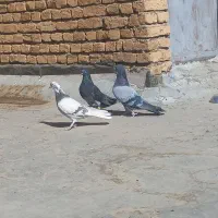 کبوتر پر|پرنده|لاران, |دیوار