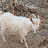 فروش/سه راس/نر/بز سانن/رگ خونی اوین ژن