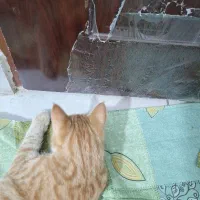 گربه گمشده در گلبهار پیروزی ۱۲|گربه|گلبهار, شهر جدید گلبهار|دیوار