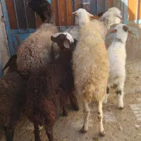 گوسفند. میش و بره. دوتا میش. یه بزغاله|حیوانات مزرعه|اشترینان, |دیوار