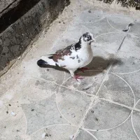سه تا نر  سه تاماده زاغ ابلغ سبز نر