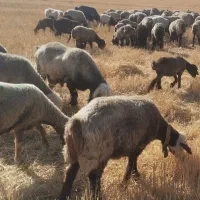 میش|حیوانات مزرعه|بیضا, |دیوار