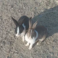 خرگوش ۱۶عدد|موش و خرگوش|سنندج, |دیوار